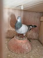 Van de Bulck doffer, Dieren en Toebehoren, Vogels | Duiven, Mannelijk