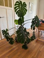 Monstera Deliciosa - Gatenplant, Overige soorten, 150 tot 200 cm, Halfschaduw, Ophalen