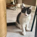 Maine Coon / Brits Korthaar, Dieren en Toebehoren, Poes, Gechipt