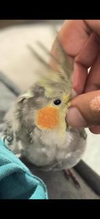 ️ Zeer tamme cockatiel vermist – zit in hoge bomen – Spijk, Mannelijk, Parkiet, Tam