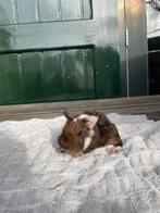 Verschillende lieve, mooie jonge cavias, Dieren en Toebehoren, Cavia, Februari, Meerdere dieren, Tam