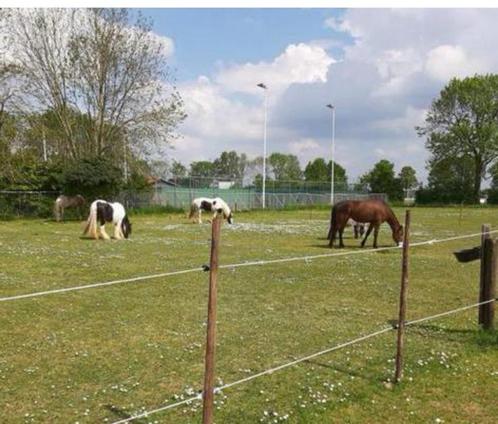Stalhulp gezocht, Dieren en Toebehoren, Stalling en Weidegang, Stalling