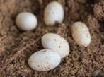 Reptielen eieren inkoop, Dieren en Toebehoren, Reptielen en Amfibieën, Hagedis, Tam, 0 tot 2 jaar