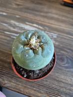 LOPHOPHORA WILLIAMSII PLANT CACTUS, Huis en Inrichting, Kamerplanten, Ophalen of Verzenden, Cactus, Volle zon, Minder dan 100 cm