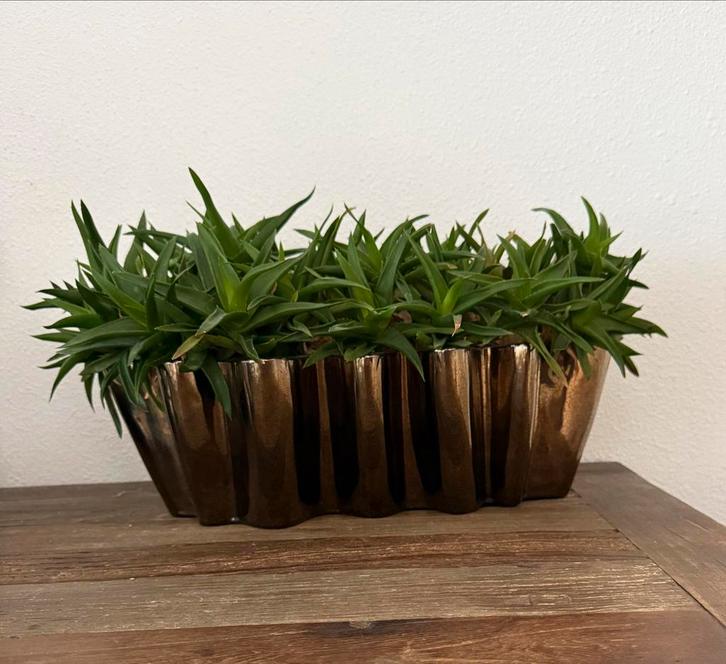 Luxe Bruine Bloempot met Planten - Rhode Island 4 Golden, Tuin en Terras, Bloempotten, Gebruikt, Overige materialen, Binnen, Minder dan 40 cm