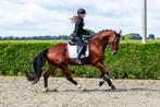 Oscar de la Renthe FHS, Dieren en Toebehoren, Paarden, B, Gechipt, Ruin, Dressuurpaard