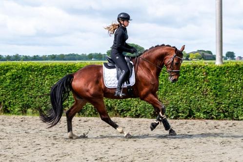 Oscar de la Renthe FHS, Dieren en Toebehoren, Paarden, Ruin, B, 170 tot 175 cm, 3 tot 6 jaar, Dressuurpaard, Met stamboom, Gechipt