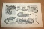 Antieke prent - Salamanders, Axolotl etc. - Ca 1885 !!, Verzamelen, Foto's en Prenten, Gebruikt, Ophalen of Verzenden, Voor 1940