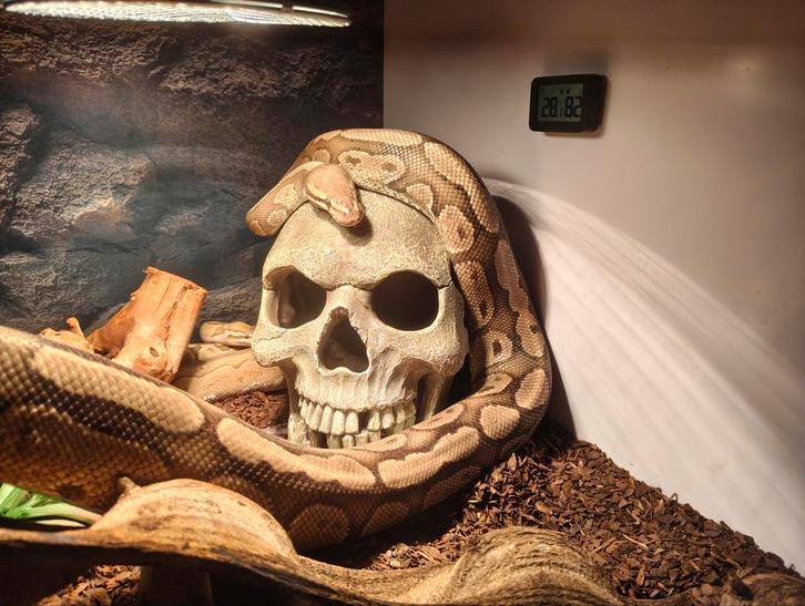 Konings pythons, Ball pythons, Python regius, Dieren en Toebehoren, Reptielen en Amfibieën, Slang, Tam