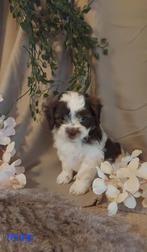 Maltipoo Pup,s, Overige rassen, CDV (hondenziekte), 8 tot 15 weken, Meerdere
