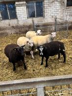 Dekrammen, Dieren en Toebehoren, Schapen, Geiten en Varkens, Mannelijk, Schaap, 0 tot 2 jaar