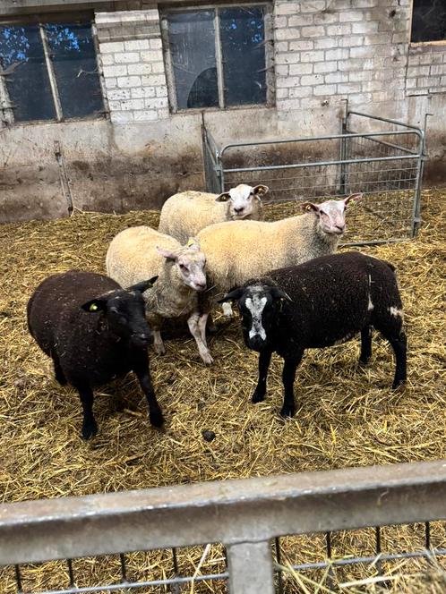 Dekrammen, Dieren en Toebehoren, Schapen, Geiten en Varkens, Schaap, Mannelijk, 0 tot 2 jaar