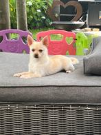Nieuw thuis gezocht, 15 weken tot 1 jaar, Eén hond, Nederland, Particulier