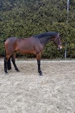 5 jarige kwpn merrie “Capri Sonnie JR x Lord Leatherdale”, Dieren en Toebehoren, Merrie, Dressuurpaard, 3 tot 6 jaar