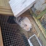 Lieve konijn, Dieren en Toebehoren, Knaagdieren, April, Vrouwelijk, Overige typen