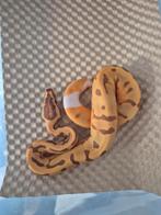 Super enchi ultramel piebald, Dieren en Toebehoren, Reptielen en Amfibieën, Slang