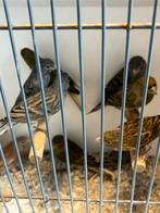 Kanarie Mannen, Dieren en Toebehoren, Vogels | Kanaries, Mannelijk, Kleurkanarie