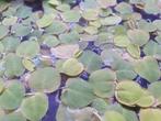 Phyllanthus fluitans - Red Root Floaters, Dieren en Toebehoren, Nieuw, Ophalen, Gevuld zoetwateraquarium