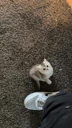 Schattige Britse Korthaar Kitten – 9 Weken Oud, Dieren en Toebehoren, Katten en Kittens | Raskatten | Korthaar, Kater, Ontwormd