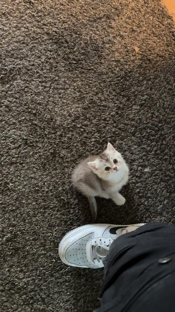 Schattige Britse Korthaar Kitten – 9 Weken Oud, Dieren en Toebehoren, Katten en Kittens | Raskatten | Korthaar, Kater, Ontwormd