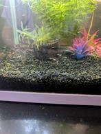 Baby guppies, Dieren en Toebehoren, Vissen | Aquariumvissen, Vis
