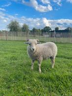 Quesant, Dieren en Toebehoren, Schapen, Geiten en Varkens, Mannelijk, Schaap, 0 tot 2 jaar
