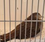 Blauwe grondduif pop