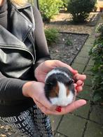Jonge cavia’s 5 zeugjes en 2 beertjes., Dieren en Toebehoren, Knaagdieren, Cavia, Augustus, Meerdere dieren, Tam