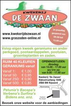 Geraniums, Volle zon, Eenjarig, Zomer, Ophalen