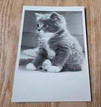 Schattige kitten, Verzamelen, Ansichtkaarten | Dieren, Verzenden, 1980 tot heden, Gelopen, Hond of Kat