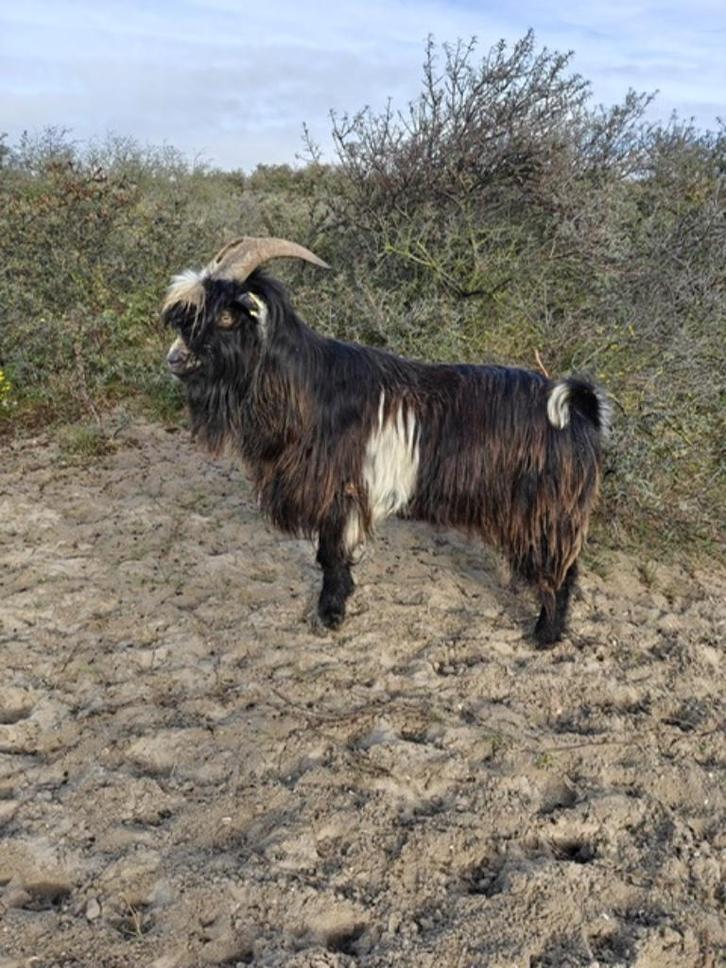 Nederlandse Landgeiten dekbok, Dieren en Toebehoren, Schapen, Geiten en Varkens, Geit, Mannelijk, 0 tot 2 jaar