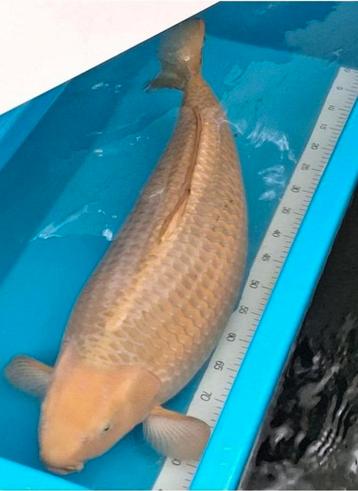 Hele mooie grote brede handtamme chagoi 85 cm beschikbaar voor biedingen