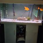 320 liter aquarium en of grote sluierstaart goudvissen, Dieren en Toebehoren, Ophalen of Verzenden, Zo goed als nieuw, Gevuld zoetwateraquarium