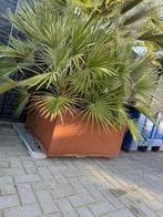 Bloempot Cortenstaal Rechthoekig, Gebruikt, Ophalen of Verzenden, Binnen, Metaal