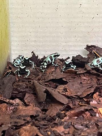 Auratus Celeste beschikbaar voor biedingen