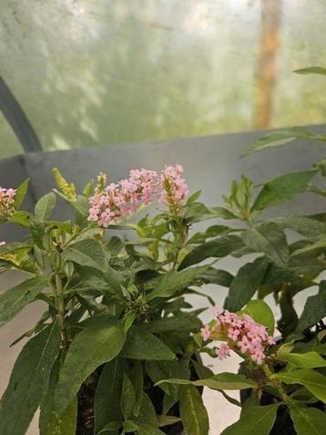 Roze Vlinderstruik Buddjela butterfly candy little pink  beschikbaar voor biedingen
