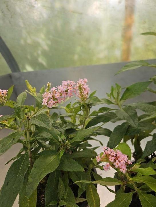 Roze Vlinderstruik Buddjela butterfly candy little pink, Tuin en Terras, Planten | Tuinplanten, Ophalen