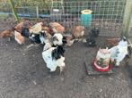 Brahma hennen en hanen, Dieren en Toebehoren, Pluimvee, Meerdere dieren, Kip