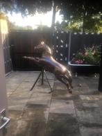 Oud kermis paard, Tuin en Terras, Tuinbeelden, Ophalen, Zo goed als nieuw, Overige materialen, Dierenbeeld