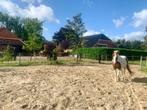 Stalling aangeboden op onze Browsing Paddock Paradise, Dieren en Toebehoren, Stalling en Weidegang, Weidegang, 1 paard of pony
