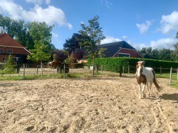 Stalling aangeboden op onze Browsing Paddock Paradise beschikbaar voor biedingen