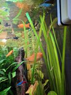 Koppel goudgourami, Dieren en Toebehoren, Vissen | Aquaria en Toebehoren, Ophalen