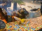 Guppies, Dieren en Toebehoren, Vis