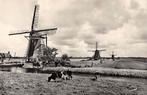 Zevenhuizen  molens en koeien Tweemanspolder, Verzamelen, Ansichtkaarten | Nederland, Ophalen of Verzenden, 1940 tot 1960, Ongelopen