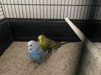 2 grasparkieten, Dieren en Toebehoren, Meerdere dieren, Parkiet