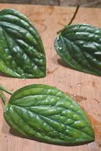 Montstera Karstenianum peru, Huis en Inrichting, Kamerplanten, Ophalen of Verzenden, Halfschaduw, Minder dan 100 cm