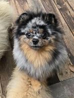 Pomeranian merle pup uniek driekleurig ogen pomeriaan bear, Dieren en Toebehoren, Rabiës (hondsdolheid), 8 tot 15 weken, Buitenland