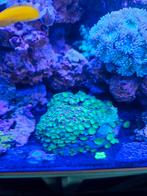Protopalythoa spp green large polyp, Ophalen of Verzenden, Gebruikt, Overige typen