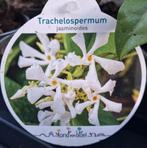250cm Toscaanse Jasmijn - Trachelospermum jasminoides, Tuin en Terras, Planten | Tuinplanten, Ophalen of Verzenden, Zomer, Overige soorten