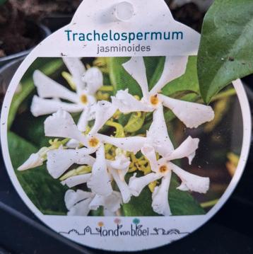 250cm Toscaanse Jasmijn - Trachelospermum jasminoides beschikbaar voor biedingen